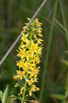 Earth loosestrife